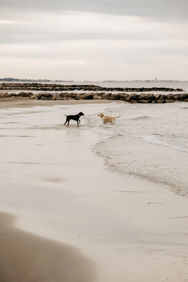 Twee honden die naar elkaar toe komen op het strand.