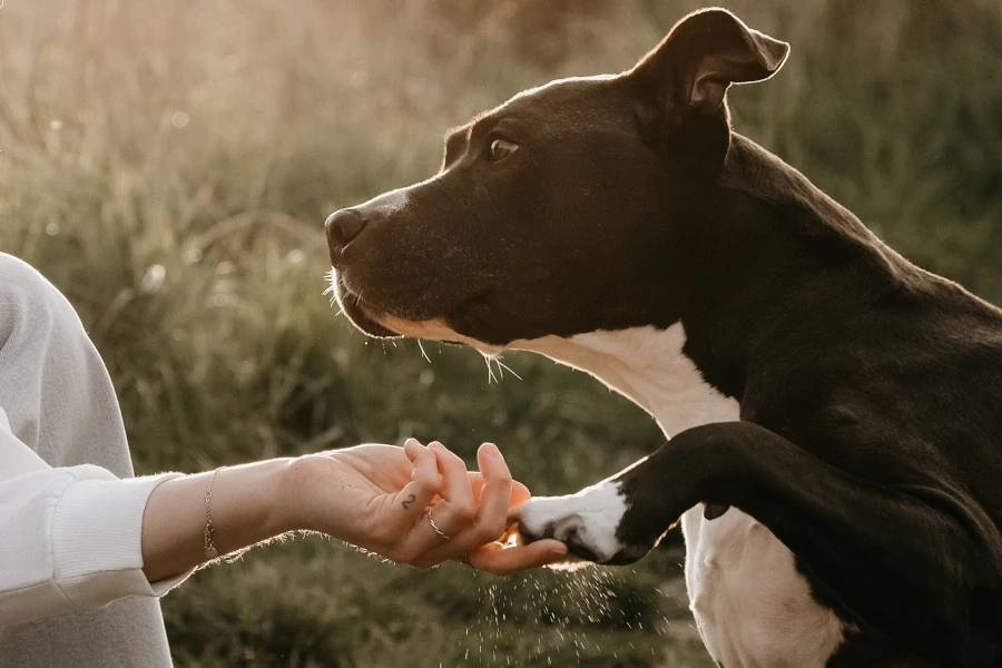 Hond geeft een pootje aan zijn baasje.